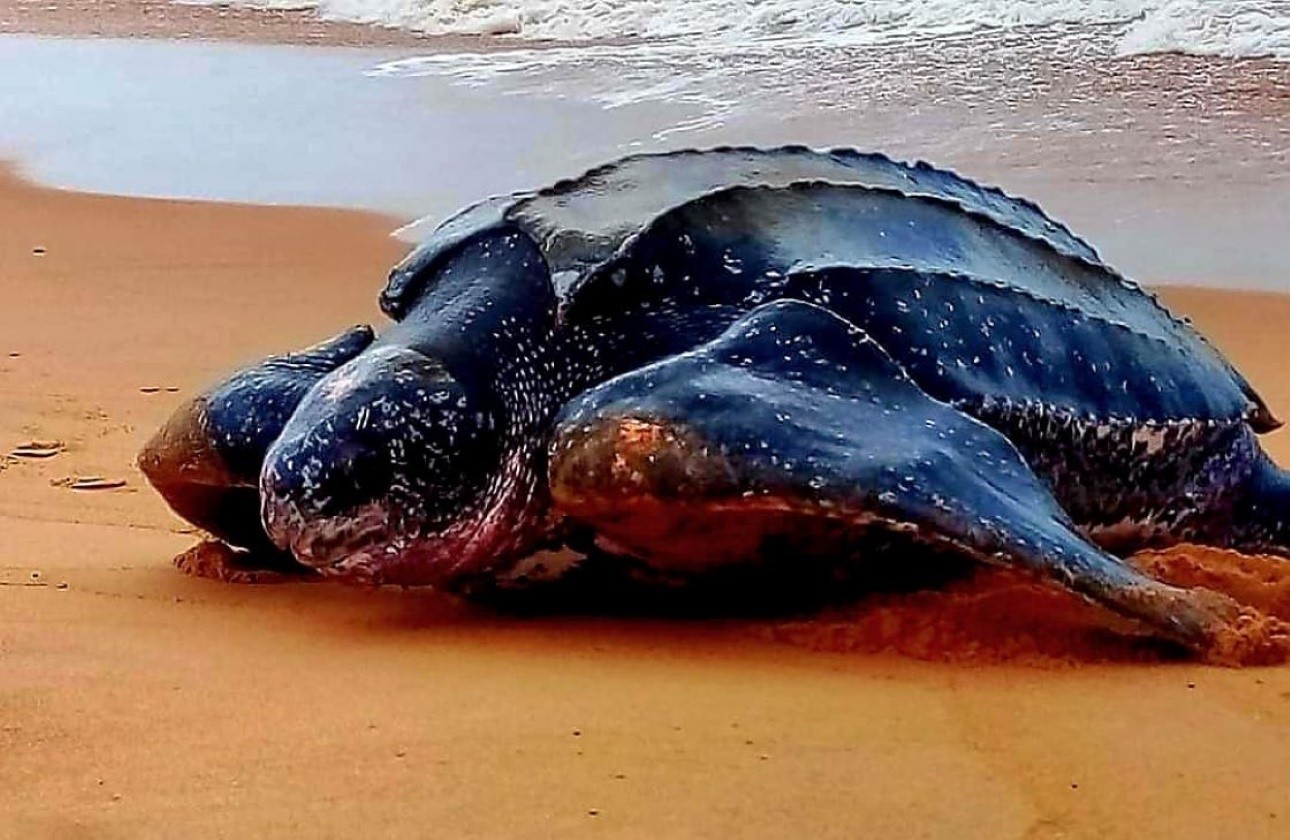 KwaZulu Coastal Turtle Quest