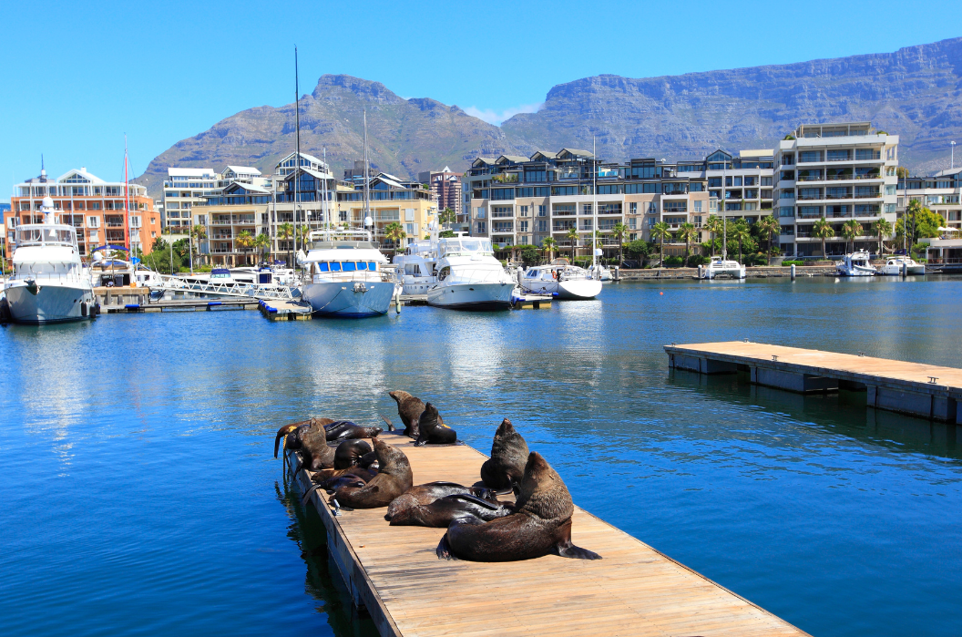 Cape Wonders Experience